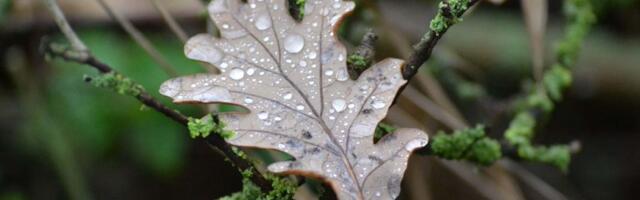 Podsetnik na apel Srbijašuma: Nemojte uništavati mlade hrastove u šumama zarad badnjaka