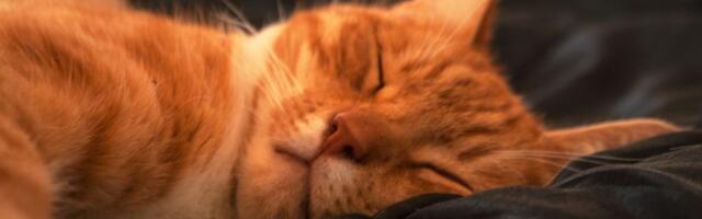 Mačke spavaju i po 20 sati dnevno: Zašto?
