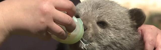 VIDEO: U dvorište porodice kod Plitvica ušetao mali meda, pa ga privremeno usvojili