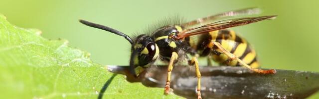 Koji je najbolniji ubod na svetu?