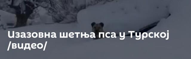 Изазовна шетња пса у Турској /видео/