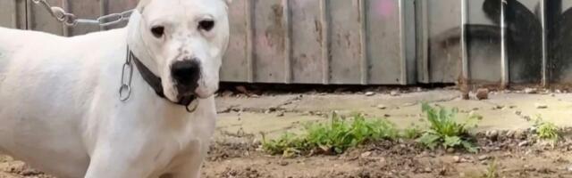 Badža, gluv i odbačen dogo argentino iz Beograda, čeka vlasnika koji će razumeti njegov svet tišine