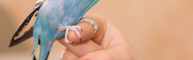 Piroćanac na granici nosi papagaja, kada nailazi carinik...