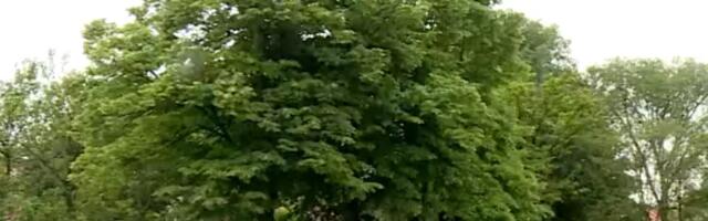 Meštani i aktivisti odbranili park u Odžacima: Seča zaštićenih stabala odložena