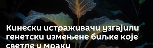 Кинески истраживачи узгајили генетски измењене биљке које светле у мраку