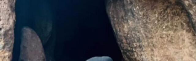 Ritual čišćenja! Elena Karaman upalila vatru usred šume, pa izvodila obred: "Neka se iz tišine tame..."