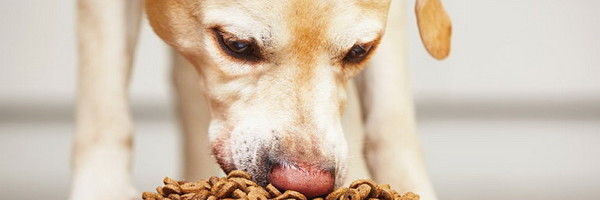 Koliko pas treba da jede u toku dana?