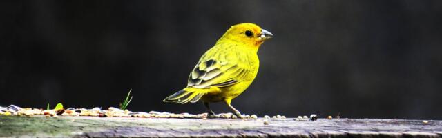 Slavujar je vrsta kanarinca nastala baš u OVOM gradu u Srbiji: Jedna od 5 priznatih vrsta na planeti