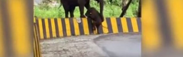 DA SE ISTOPIŠ! Slonče upalo u PROBLEM, MAMA SLONICA pritekla u pomoć, ovaj potez će sve ZAPREPASTITI!