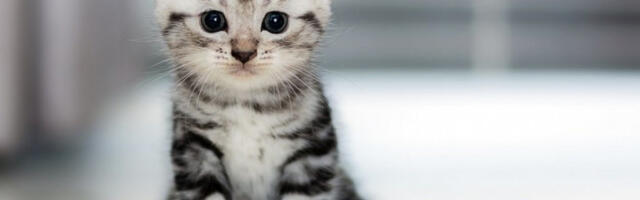 MAČKA SLUŠA MUZIKU I PADA U SEVDAH! Najslađi snimak koji ćete videti danas! (VIDEO)