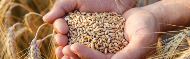 Hoće li ove godine biti dovoljno hlebnog brašna? Sertifikovano seme na svega 350.000 hektara