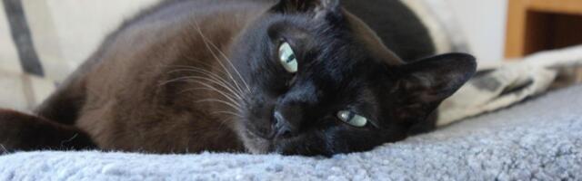 Kako bezbedno ograditi terasu za mačku: Mnogi vlasnici tvrde da je ovo najbolja zaštita za vašeg ljubimca