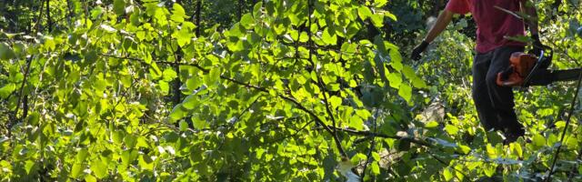 Inicijativa „Beograd ostaje“: Investitor na Košutnjaku odobrio građanima da popišu šumu u kojoj će se graditi