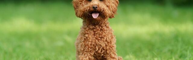 Pet rasa pasa koje se ne linjaju: Ne ostavljaju dlake po nameštaju i nemaju neprijatan miris