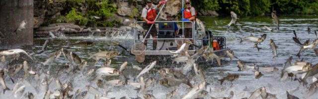 Скачу из воде и ломе кости: Азијски шаран постао ноћна мора за Американце