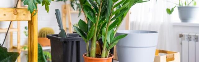 Ova biljka privlači novac kao luda: Bitno je samo daje držite na JEDNOM MESTU u domu