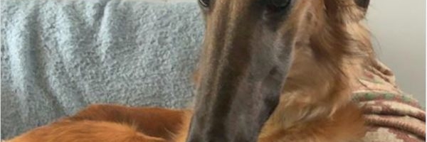 Pas sa najdužom njuškom na svetu