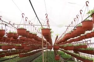 Почела сезона пролећног расада биљака