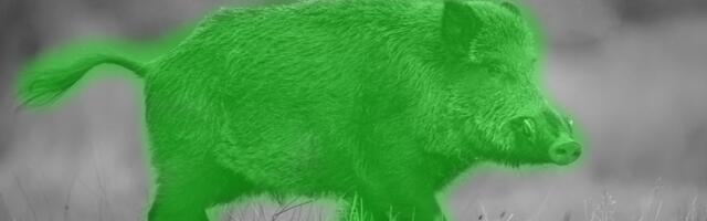 Naučnici istražuju zbog čega Nemačkom tumaraju radioaktivni veprovi