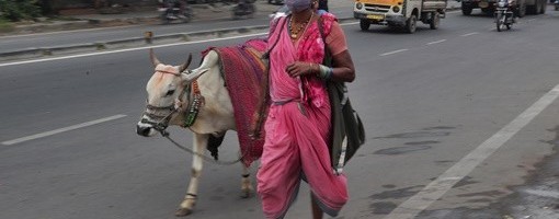 U Indiji napravljen čip od kravlje balege koji navodno štiti od zračenja telefona