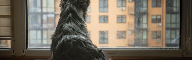 Cviljenje, lajanje, gladovanje, čekanje ili demoliranje stana: Šta je sve u stanju da uradi usamljeni pas