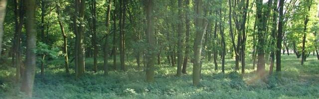 Krčenje Rokovačke šumice u Somboru bez stručnog osnova