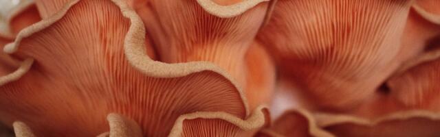 Naučnici pretvaraju otpad od šargarepe u protein koji se ljudima baš sviđa