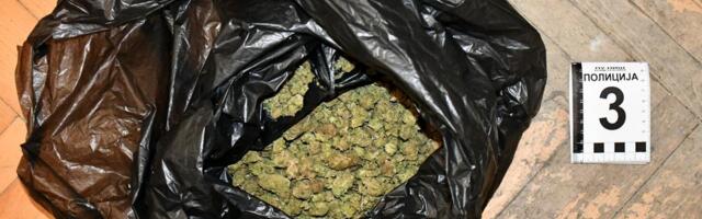 Leskovčanin u njivi skrivao 124,5 grama marihuane sa vagicom