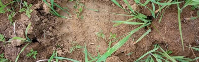 Zveri prave haos u ivanjičkim selima: Uništavaju sve pred sobom, napale i bika teškog 750 kilograma