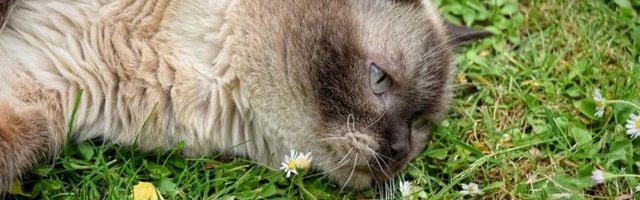 PREJELA SE! Ipak želi još hrane! (Video)