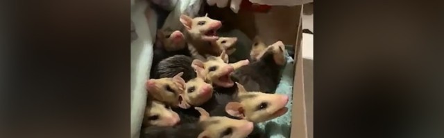 Retko ih je ovoliko: Oposum "doneo bebice" (VIDEO)