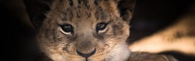 WWF UPOZORAVA: Odbegli lav u Budvi ukazuje na problem krijumčarenja životinja