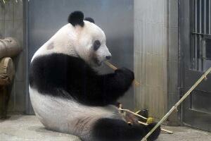 Панду Сјанг Сјанг из Јапана обожаваоци испраћају у сузама