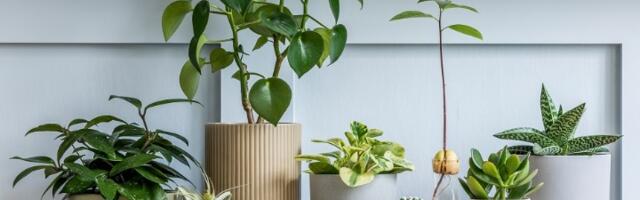 9 biljaka za koje se smatra da ubijaju porodičnu sreću: Odmah ih izbacite iz kuće