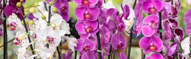 Orhideje vam se suše već posle 3 dana? Sigurno pravite ovu GREŠKU