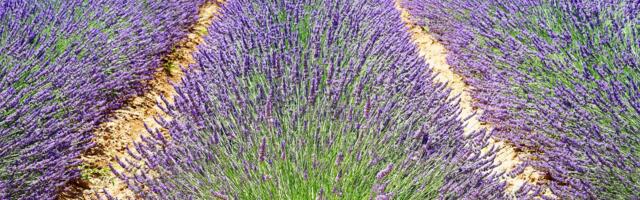 Za cenu stana – celo etno selo: Biznis, lavanda i ogroman turistički potencijal