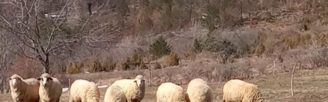 Poranilo proleće! Evo još jednog dokaza, po njemu se vidi kakva nas godina očekuje