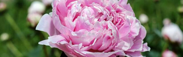 Ovo je rajski cvet, ali ne cveta ako zanemarite ove 3 stvari: Evo kako da vam božur bude najbujniji dosad