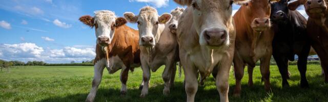 Šest volova iz Makedonije izazvalo problem na bugarskoj granici: Nećete verovati šta se desilo