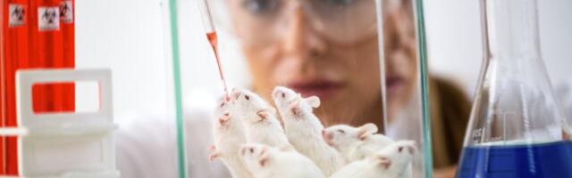 Francuska uporno sprovodi najbolnije eksperimente: Nema pomaka u oslobađanju životinja od patnji