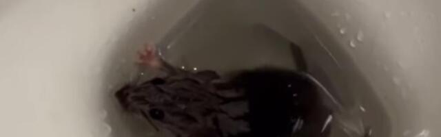 PACOVI IZLAZE IZ WC ŠOLJE NA CERAKU! Jeziv snimak kruži mrežama (VIDEO)