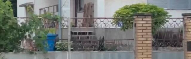 Snimili smo dobermane koji su izjedali devojčicu u Boljevcima: Komšije u šoku, u ulici se samo čuje lavež pasa