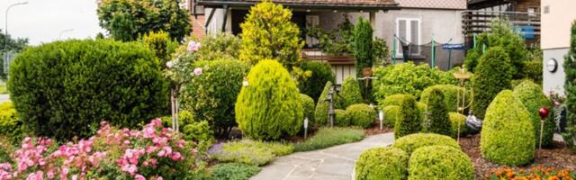 Koje drvo valja, a koje ne saditi blizu kuće