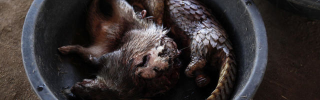 Vijetnam zbog straha od novih pandemija zabranio trgovinu divljim životinjama