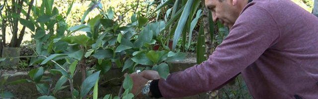 Citrusi i palme u dvorištu Milana iz Bajine Bašte (VIDEO)