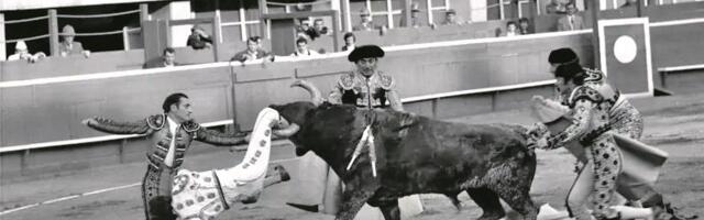 KORIDA U BEOGRADU! Prva borba s bikovima van Španije održana kod nas: U saradnji s gradskim vlastima odlučeno je da se arena napravi na stadionu na Tašmajdanu