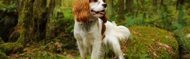 Zašto pas juri svoj rep? Ljubimac vam ovim ponašanjem šalje jasnu poruku