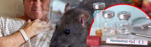 BOLOVI U TELU, MALAKSALOST, MUČNINA - Šta je HANTAVIRUS? Ovo su svi simptomi - Srbija je ugrožena?!