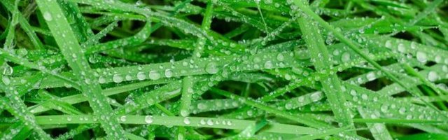 DUŠA MALA! Hteo je da bude vredan pa se povredio! (Video)