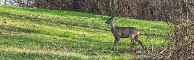 Divljina na korak od prestonice: Ovaj prizor je oduševio posetioce planine Kosmaj